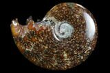 Polished, Agatized Ammonite (Cleoniceras) - Madagascar #97248-1